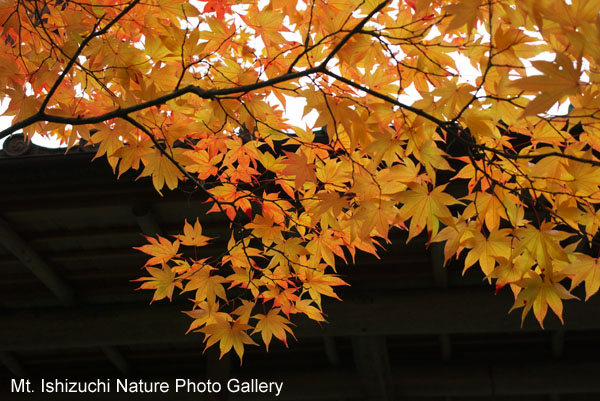 kyoto (089)